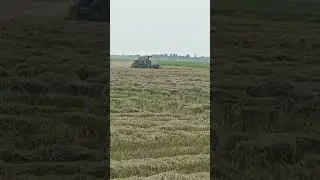 Thương ơi! đồng lúa quê nhà...
