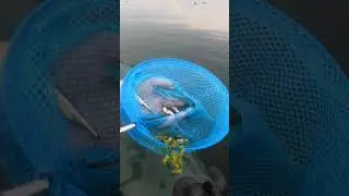 МОРЕ РЫБЫ!:) Иркутское водохранилище.