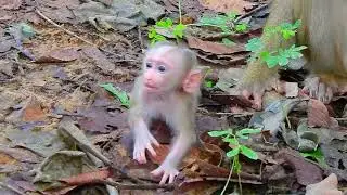Adorable 😍 newborn baby monkey training walking 