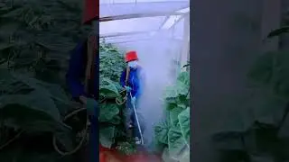 Mẹo trồng rau năng suất cao #shortsfeed #foodandagriculture