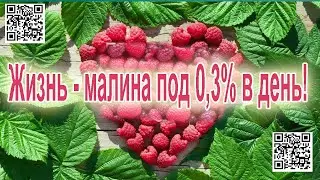 МАЛИНА 2.0 | Коммуналка | Инвестиции под 0,3% в день