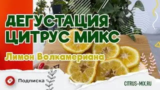 Дегустация - Лимон Волкамериана | 