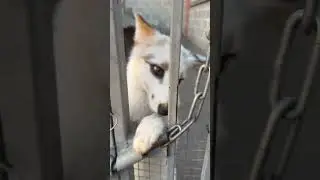 ЛИС ЖОРА НАПУГАЛ ХОЗЯЙКУ