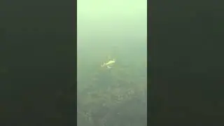 Подводная съёмка как ведёт себя балансир под водой