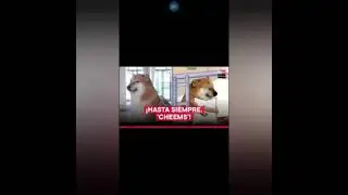 Adiós a cheems el perrito viral 😭, no lo olvidemos