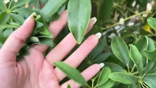 Fast & Aggressive ASMR Outside 🌳🌿🌸✨