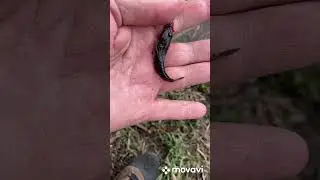 Дьявольский внучок???