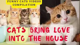 cats bring love into the house || funny cats videos compilation