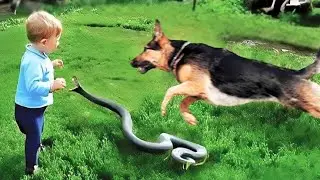 Hero Animals that Saved Human Lives! Best Moments of 2024