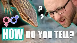 SEXING Ackie Monitors! DO IT YOURSELF!