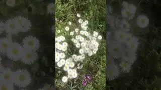 Wednesday Walk Compilation #3 - Last for a while - by @DanaidhB #nature #wildlife #music #walking