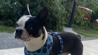 Jugando Con mi Boston Terrier