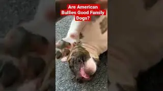 Are American Bullies Good Family Dogs? The children think so! 🥰
