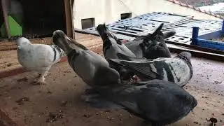 KUŞÇU DADAŞ ABİMİN SEFERLİ KUŞ LARİNİ İZLİYORUZ TANITIYORUZ PART (2)