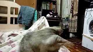 Разговочевая кошечка