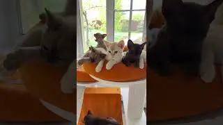 Банда! Успели посчитать? #бурма #cat #бурманскиекотята #kitten #catlover #котики #купитькотенка