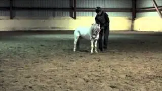 Halter vs Bit (Full-Tap)