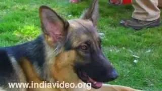 Alsatian Dog