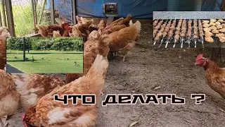 ПОЧЕМУ И ЧТО ДЕЛАТЬ ? УТРО ПЕНИЕ ПТИЦ / ОГОРОД  КУРЫ АМЕРИКАНСКАЯ ДЕРЕВНЯ.