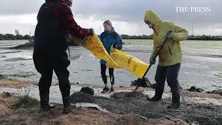 Muddy march to create new habitat for McCormacks Bay birds