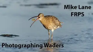 Photographing birds on Holy Island