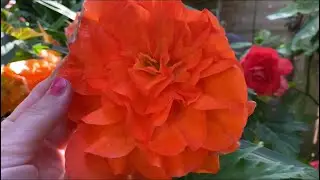 Giant Begonias in my garden in London! My Tropical Begonia Garden 🇬🇧