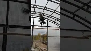 голубочка)