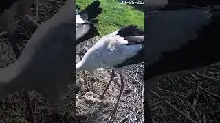 Посадку давай