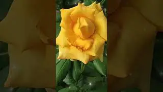 Розы! Лето! Август! Прекрасное для Вас!
