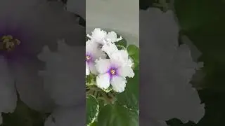 Красуня ЛЕ-Жанна