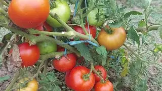 4 retete cu bicarbonat de sodiu pentru legume - insecticid, bactericid, fungicid