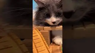 Diesel’s full of SURPRISES!😼 #surprise  #thomasandfriends #cat