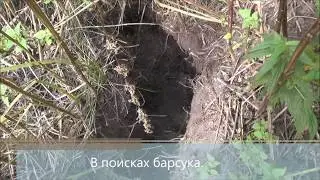 В поисках барсука. Охота с капканами. Jagd auf den Dachs.