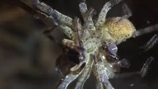 Zoropsis spinimana mating - Kräuseljagdspinnen bei der Paarung