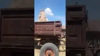 Выгрузка пшеницы в прицеп