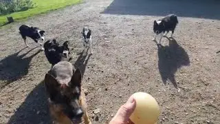5 DOGs PLAYING with the ball. #france