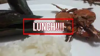 Randoms: My Dog Chloe, Talangka, Tahong, Filming my recipe videos