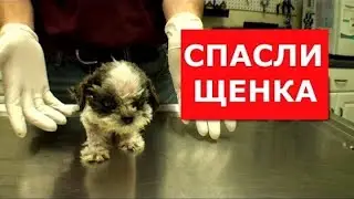 ЗАБРАЛИ ЩЕНКОВ ШИ-ТЦУ У ЗАВОДЧИКА. (Спасти удалось только одного) Ветеринарное ранчо на русском