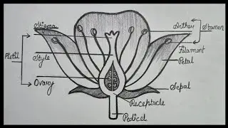 How to draw Flower Diagram | How to draw longitudinal section of Flower || step by step || drawing