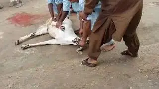 Bakra Qurbani Eid ul Azha 2019