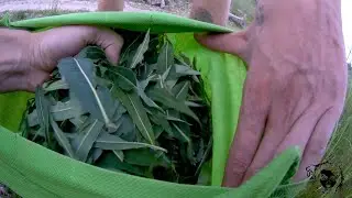 23 Июня 2019. Производство Иван чая 1 Часть. Поход за сырьем. Сюрпризы по пути. Подстава от местных.