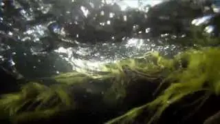 Acqua chit ven - trailer