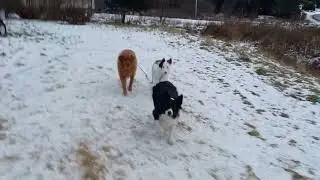 golden retreiver thinks he is a border coĺlie