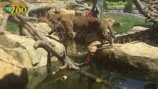 Zean Goes Swimming