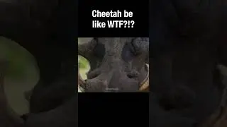 Cheetah be like WTF?!? 