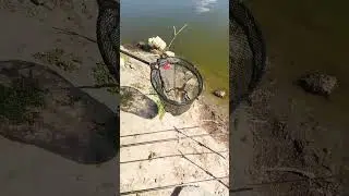 Карпуша Круглый.#тренды#fishing#амур#рыбалка#рек#fish#рекомендации#реки#тикток#топ#таро#carp