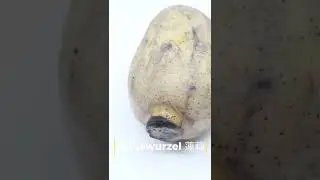 Lotuswurzel