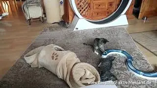Happy End für Mimi, Lou & Henry 💕