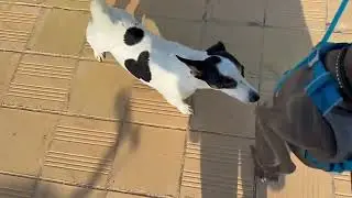 Как левретка Фроська на море ездила.🐶