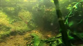 Alpine newt larvae underwater with Go Pro Hero 6